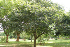 Celtis timorensis